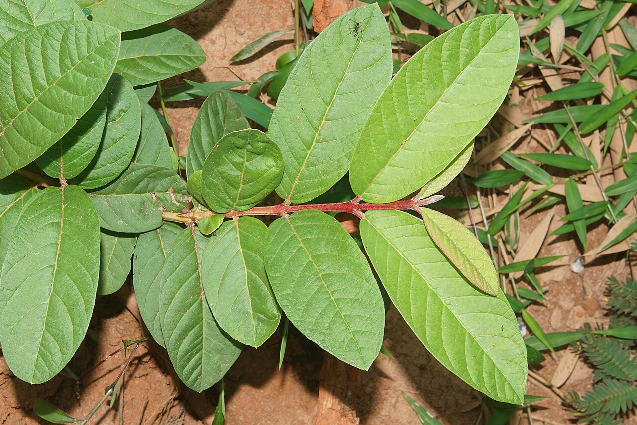 Guava