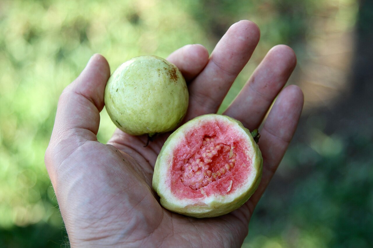 Guava