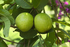 Guava