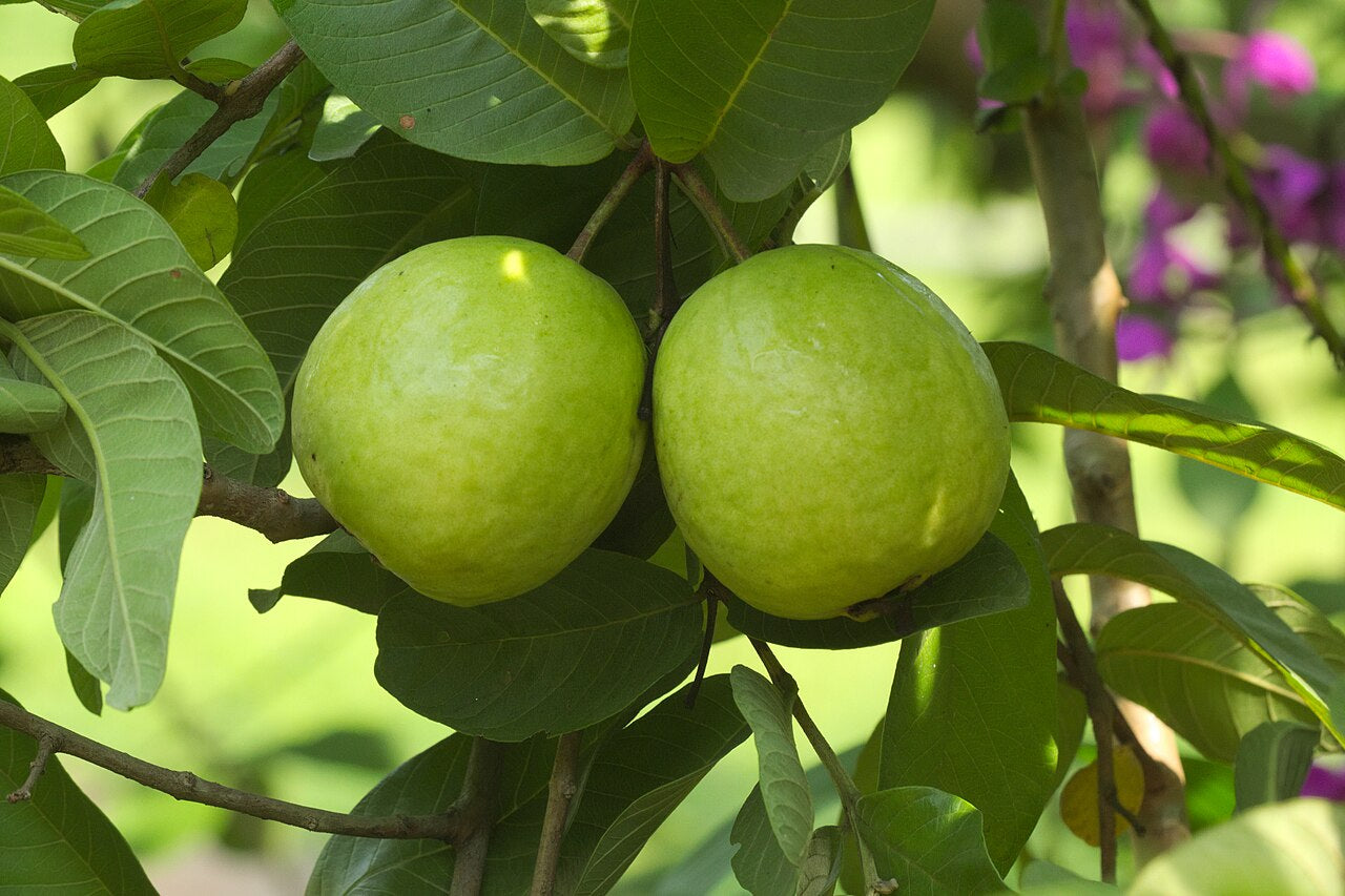 Guava