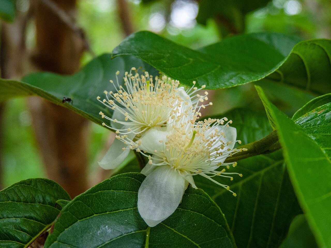 Guava