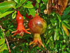 Pomegranate 'Wonderful'