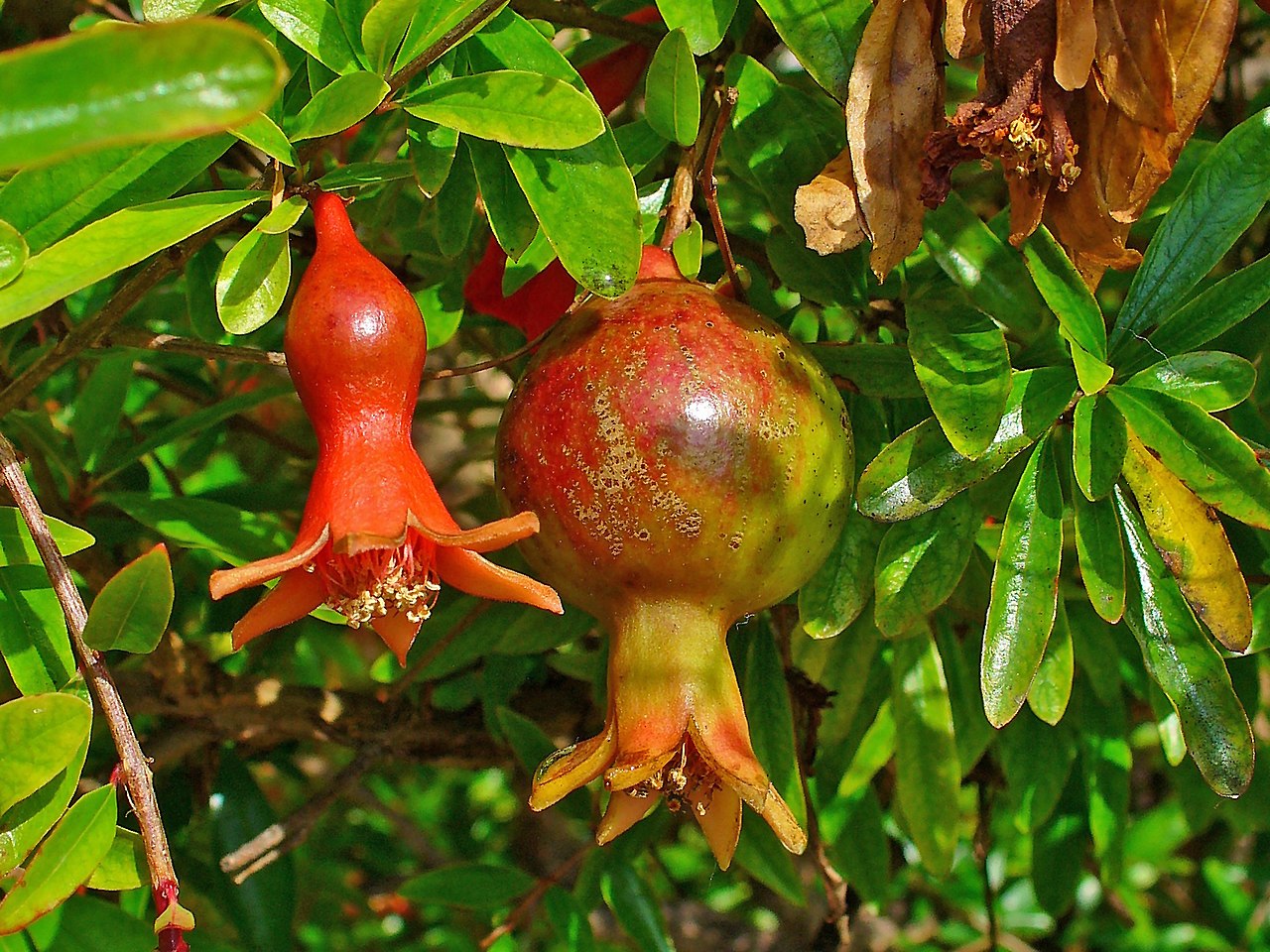 Pomegranate 'Wonderful'