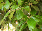 Holm Oak