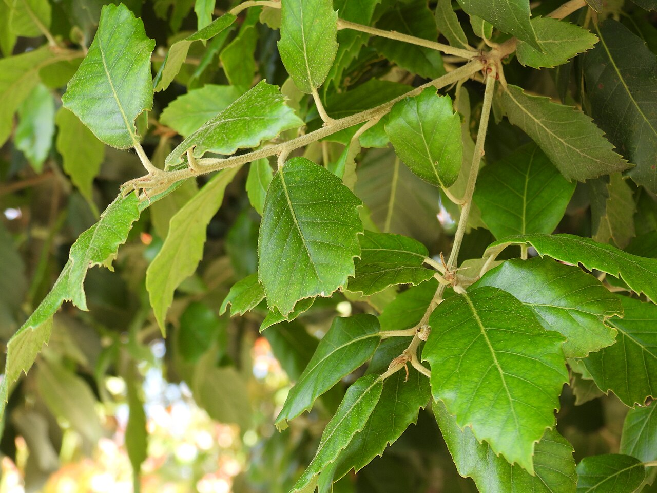 Holm Oak