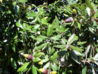 Holm Oak