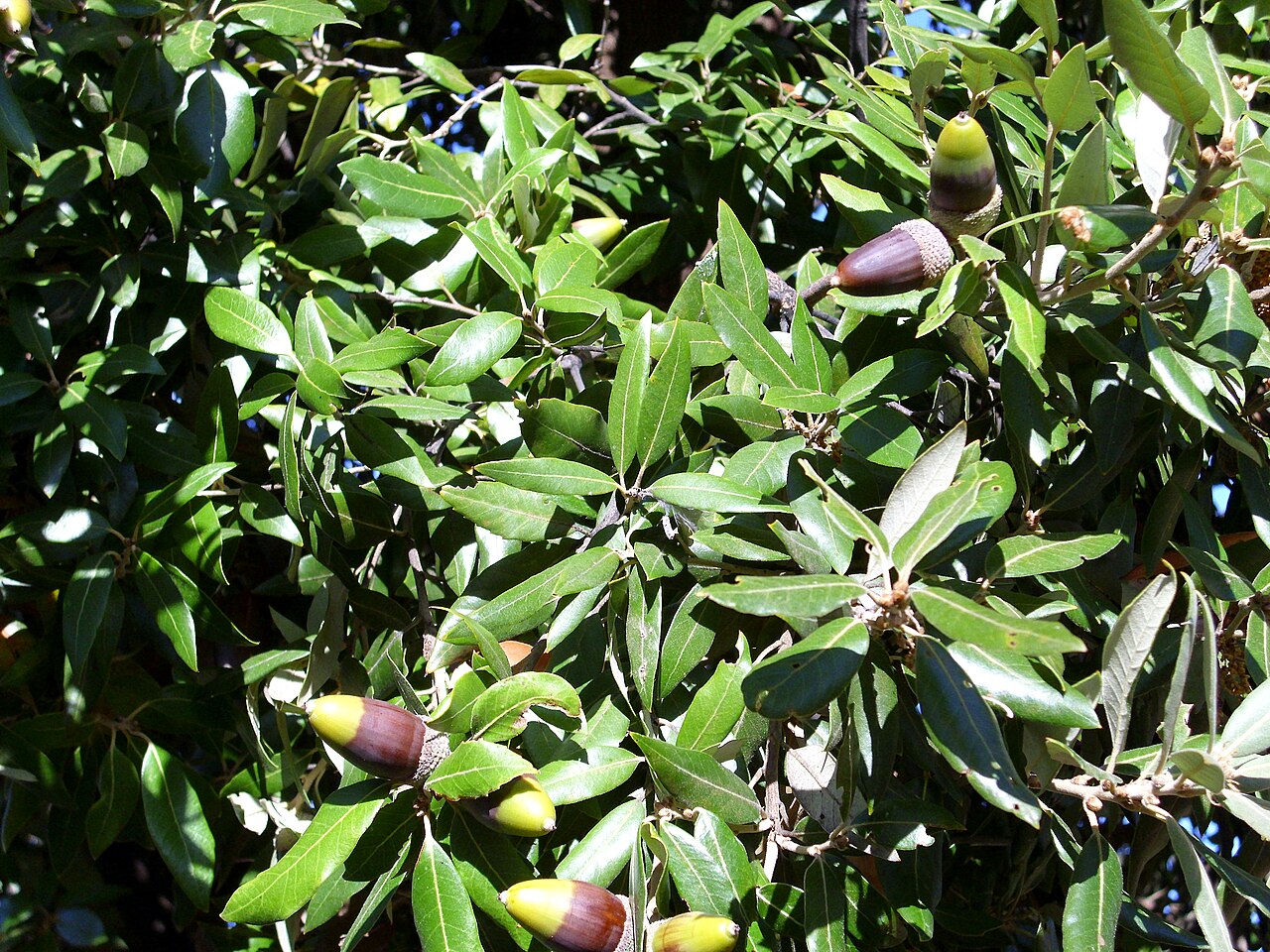 Holm Oak