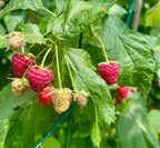 Raspberry 'Zeva'