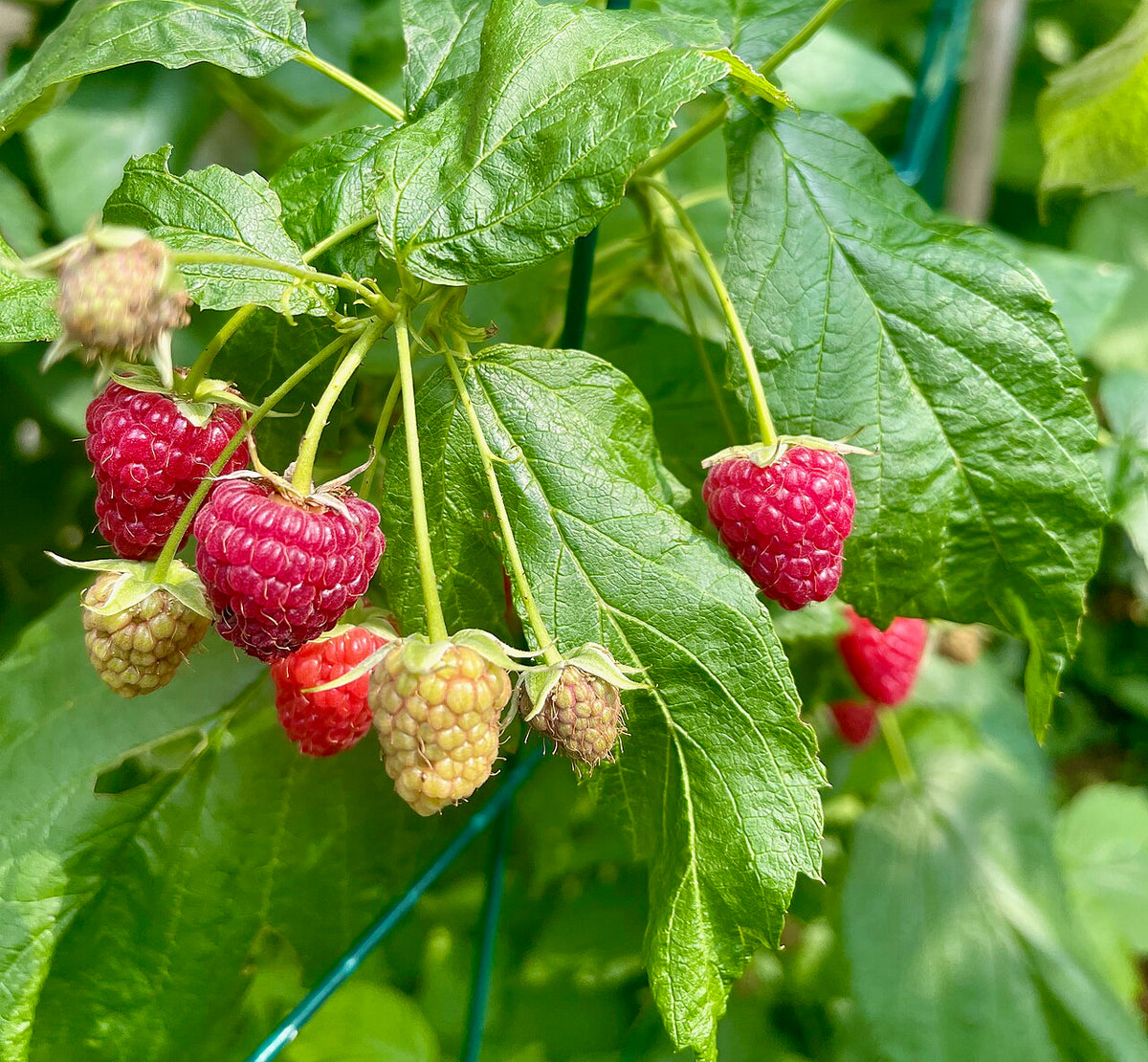 Raspberry 'Zeva'