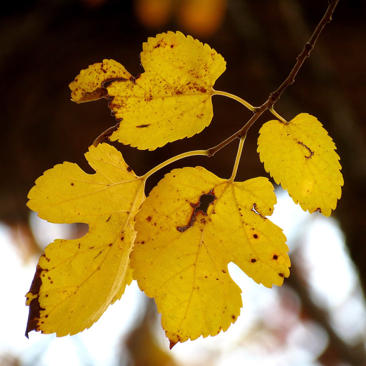 Mulberry 'Capsrum'