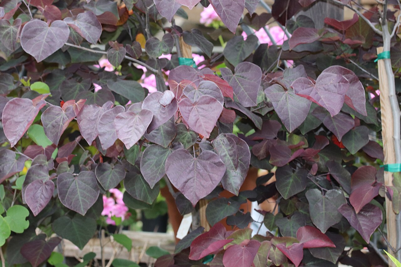 California Redbud