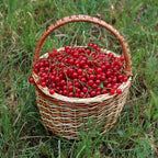 Redcurrant 'Cherry'