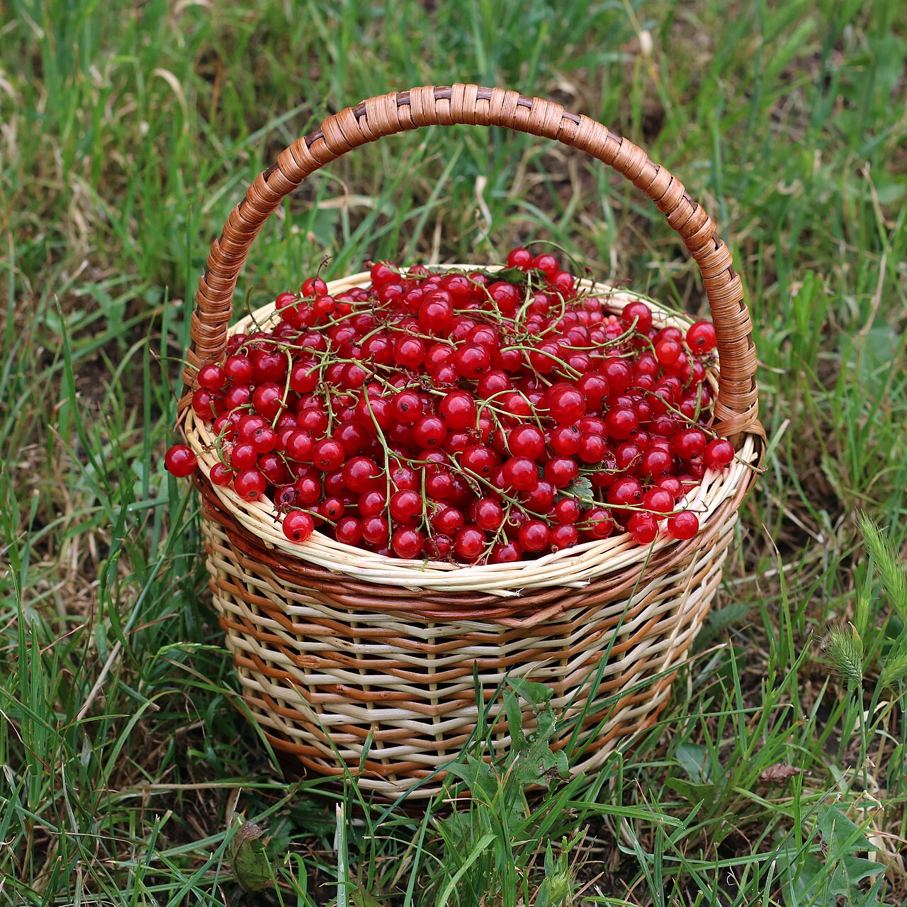 Redcurrant 'Cherry'