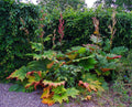 Rhubarb 'Turkish Red'