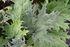 Rhubarb 'Turkish Red'