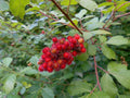 Fragrant Sumac