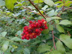 Fragrant Sumac