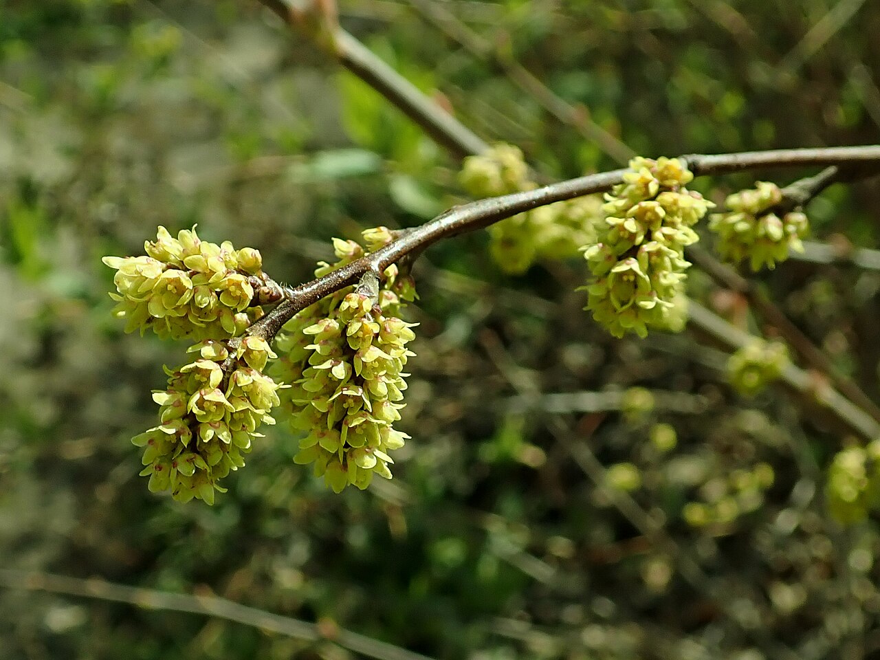 Fragrant Sumac