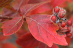 Fragrant Sumac