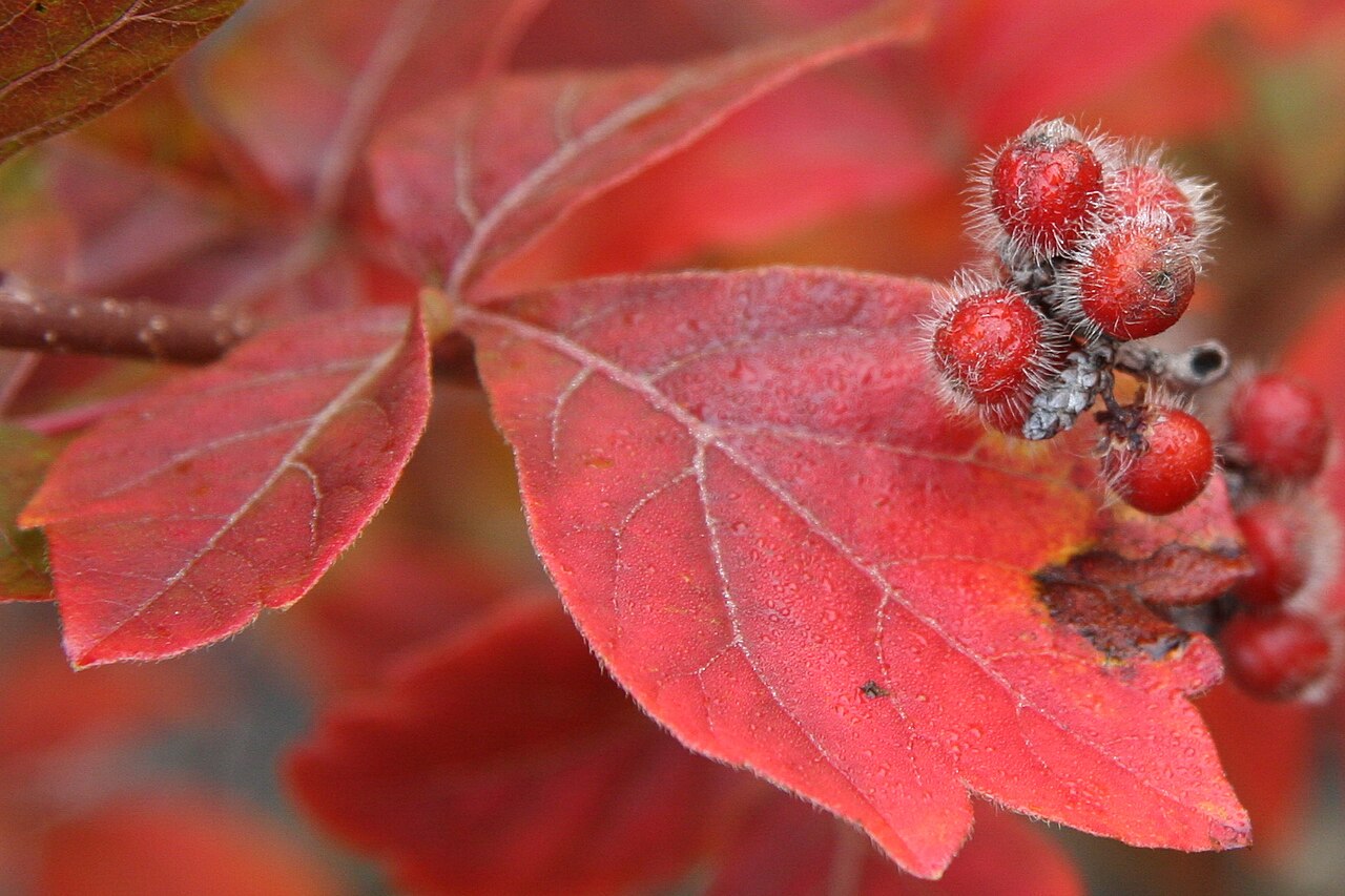 Fragrant Sumac