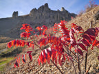 Smooth Sumac