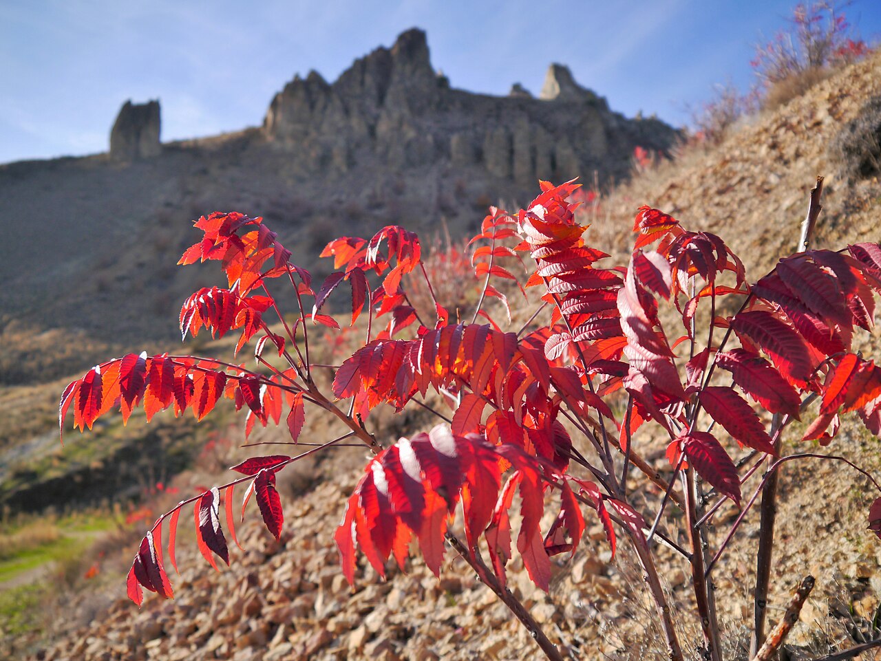 Smooth Sumac