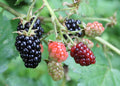 Blackberry 'Navaho'