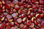 Chestnut 'Marigoule'