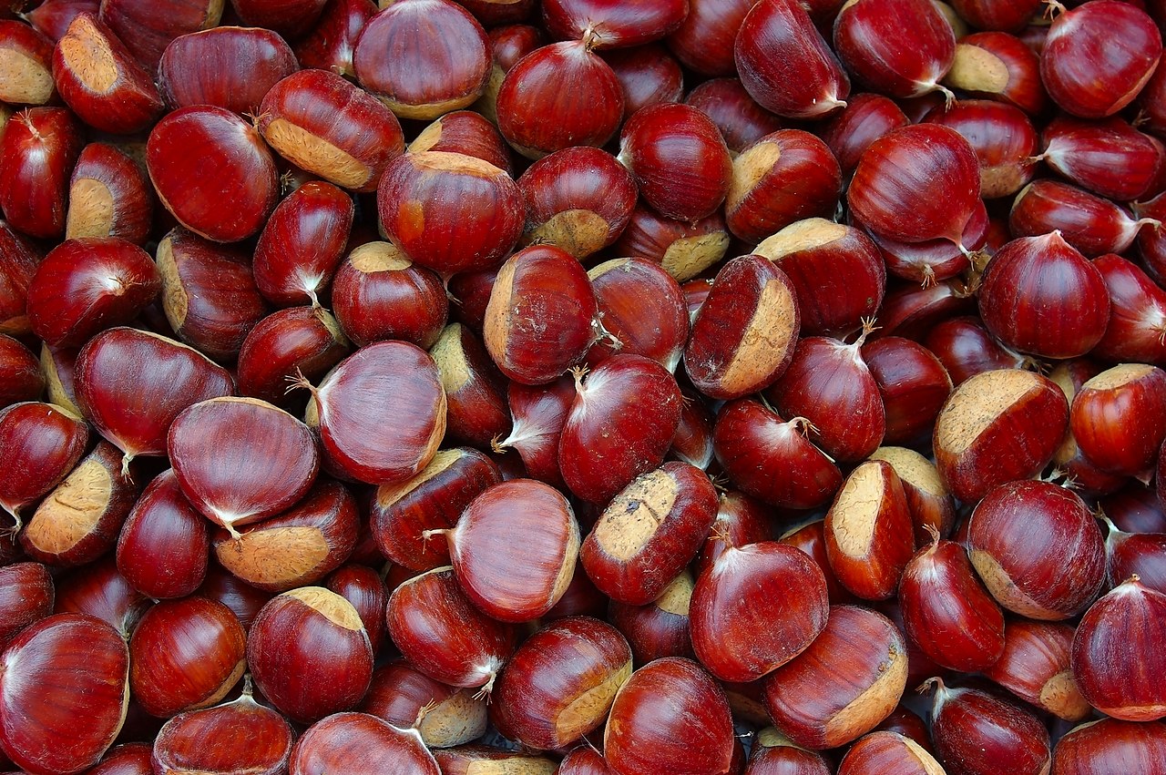 Chestnut 'Marigoule'