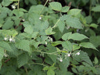 Raspberry 'Zeva'