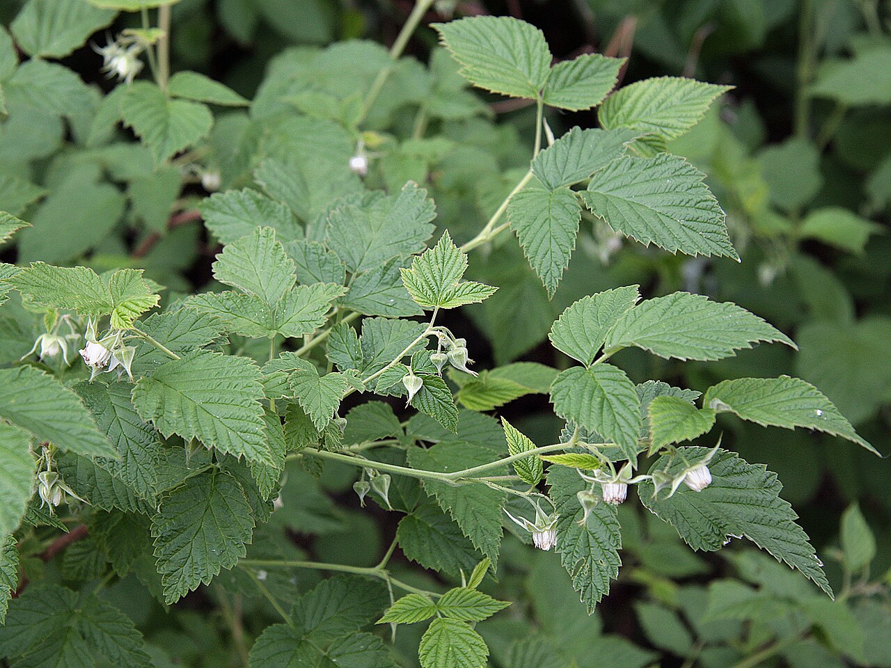 Raspberry 'Zeva'