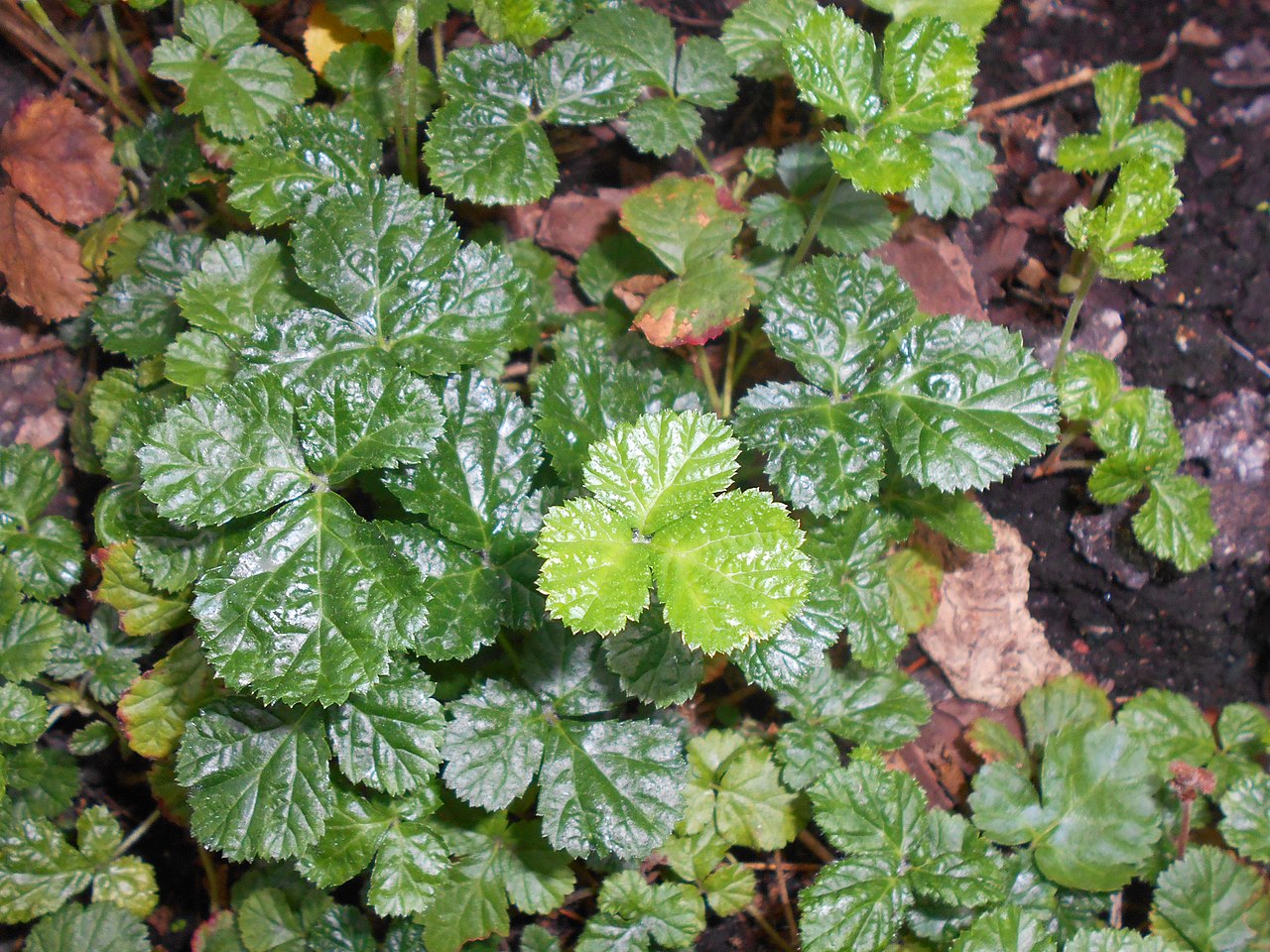 Himalayan Groundcover Raspberry