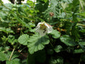 Himalayan Groundcover Raspberry