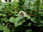 Himalayan Groundcover Raspberry