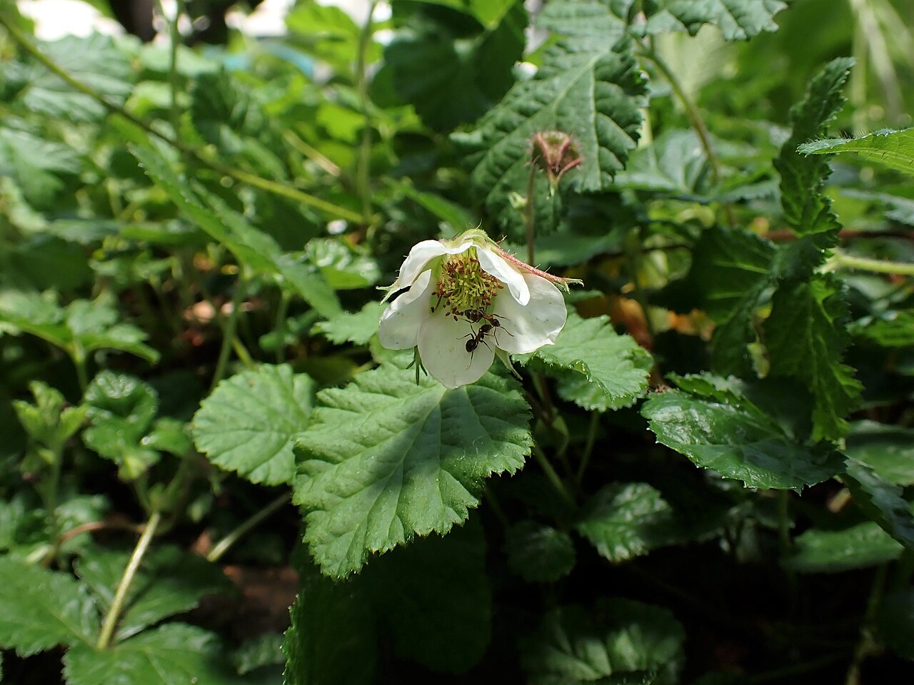 Himalayan Groundcover Raspberry