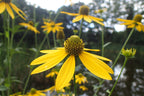 Cutleaf Coneflower