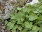 Buckler-leaved Sorrel