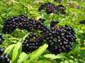 Elder 'Sambu'