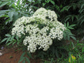 American Elder 'Johns'
