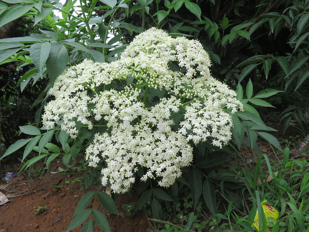 American Elder 'Johns'