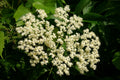 American Elder 'York'