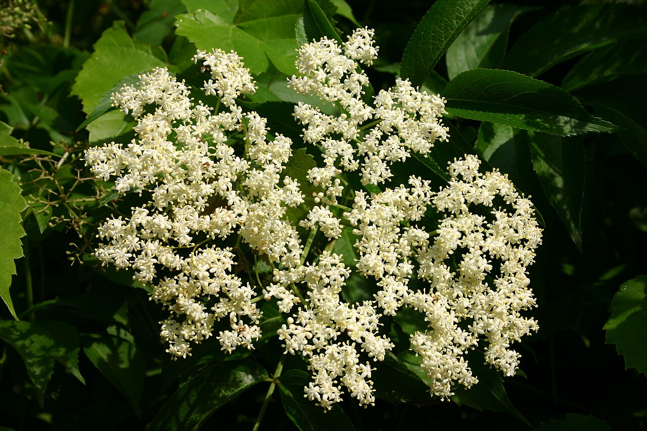 American Elder 'York'