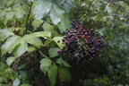 Elder 'Bradet'