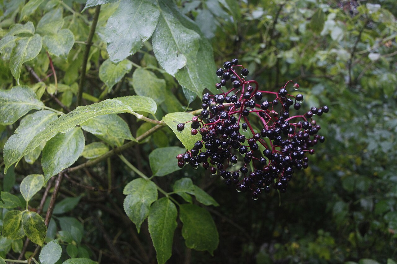 Elder 'Bradet'