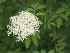 Elder 'Donau'