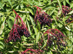 Elder 'Haidegg 13'
