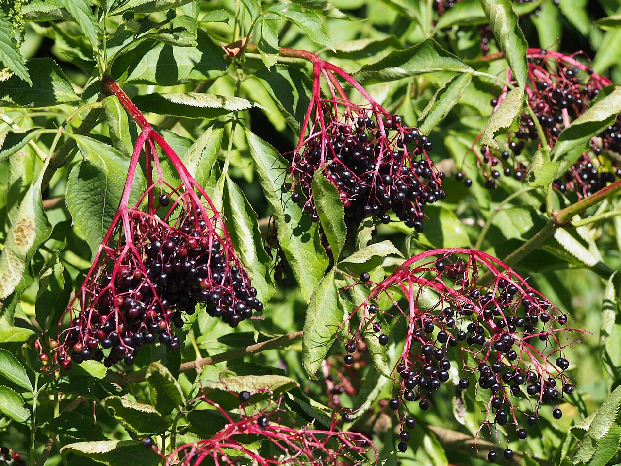 Elder 'Haidegg 13'