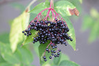 Elder 'Sampo'