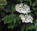 Elder 'Haidegg 13'