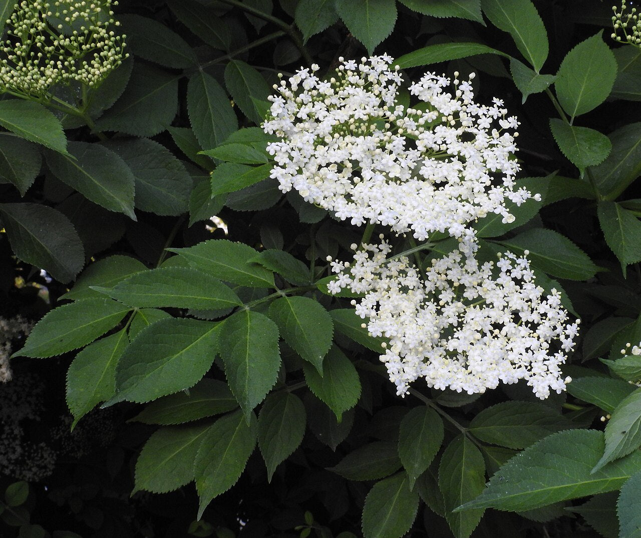 Elder 'Samdal'
